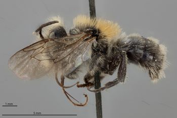 Media type: image;   Entomology 790660 Aspect: habitus lateral view